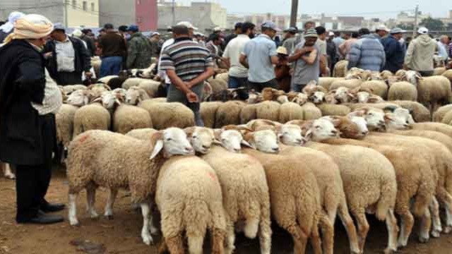 ديوان تربية الماشية :هذه أسعار الأضاحي المنتظرة 